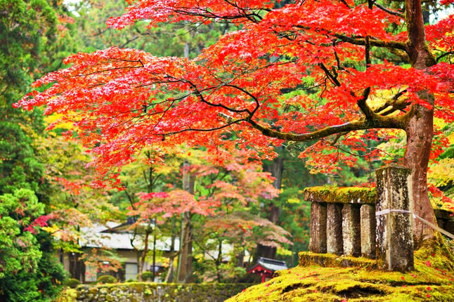 Autumn foliage in Nikko, Japan.