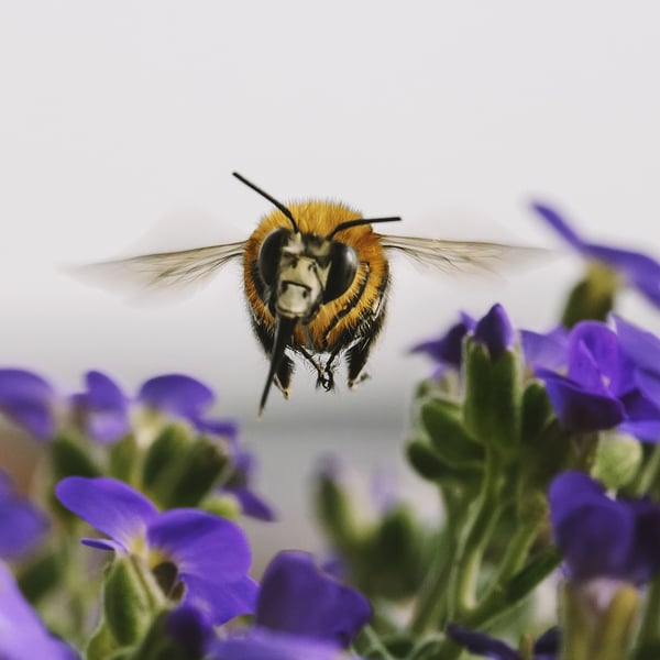 Bumble Bee in flight