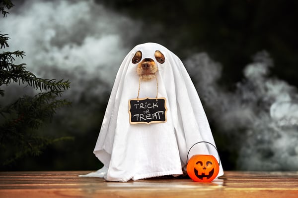 Halloween Dog-In-Ghost-Costume-with sign