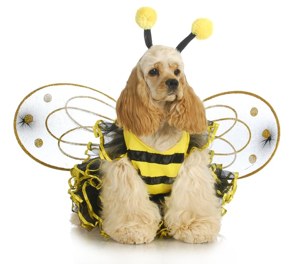 Halloween dog-fancy-bee costume