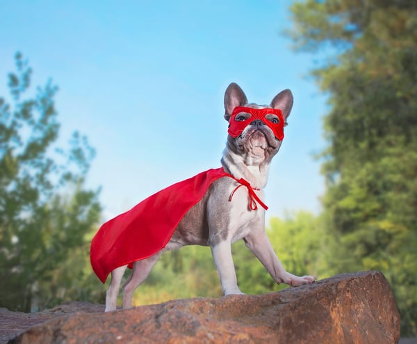 Halloween french-bulldog-Superhero costume