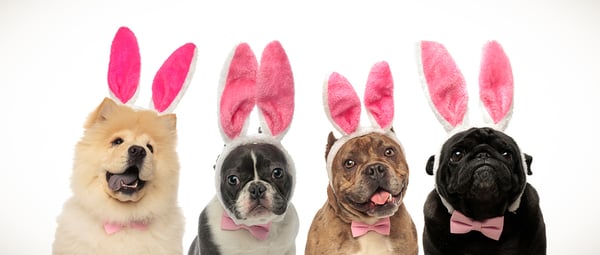 Halloween-group-dogs-wearing-bunny ears costume