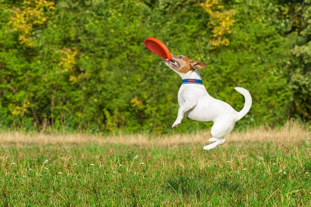 DISC communication exercise is not quite the same as dog exercising with his frisbee disc